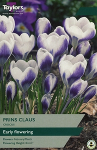 Crocus Prins Claus