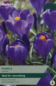 Crocus Purple
