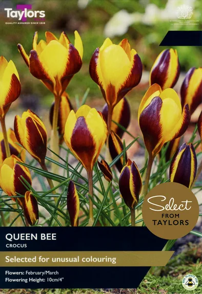 Crocus Queen Bee