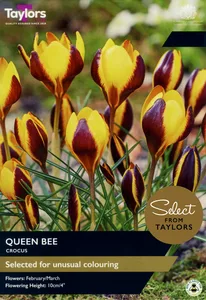 Crocus Queen Bee