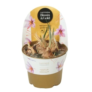 Crocus 'Saffron' - image 2