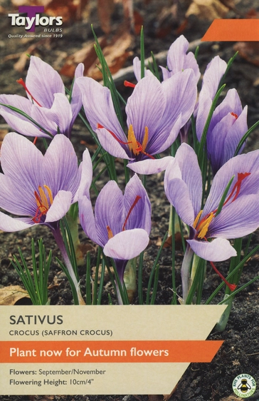 Crocus sativus