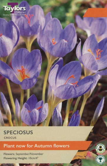 Crocus speciosus