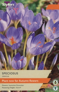 Crocus speciosus