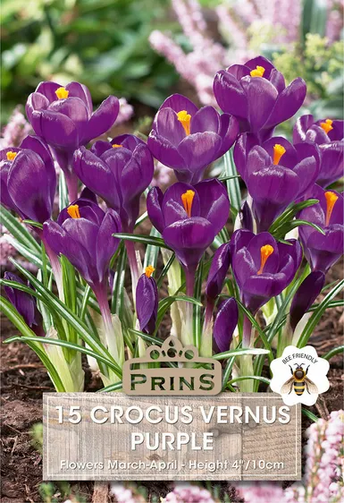 Crocus vernus Purple