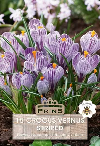 Crocus vernus Striped