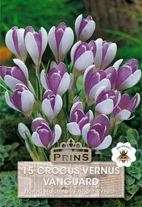 Crocus vernus Vanguard