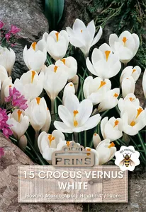 Crocus vernus White