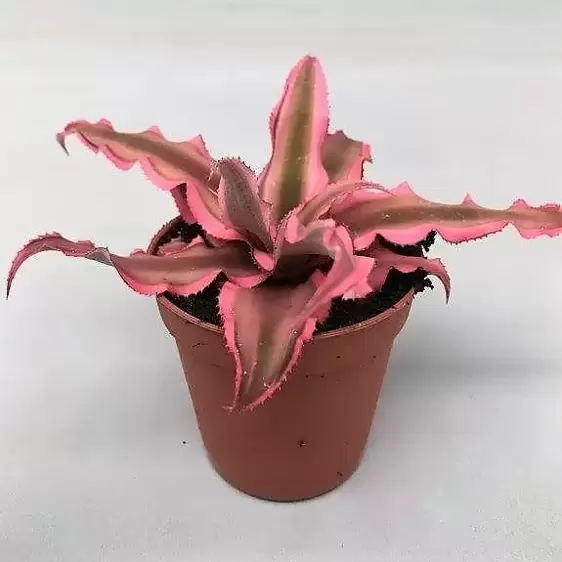 Cryptanthus 'Pink Starlight' - image 2