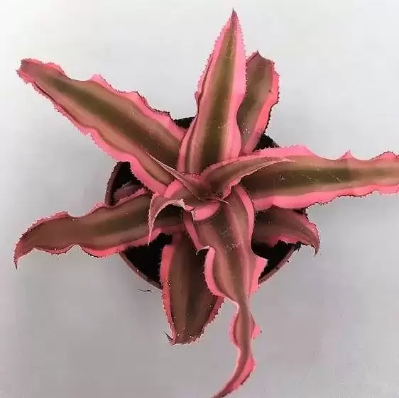 Cryptanthus 'Pink Starlight' - image 1
