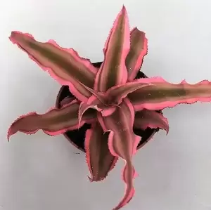 Cryptanthus 'Pink Starlight' - image 1