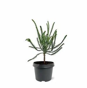Cryptomeria japonica 'Dacrydioides' - image 2