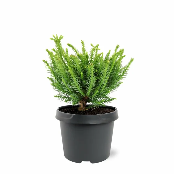 Cryptomeria japonica 'Dinger' 3L - image 3