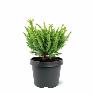 Cryptomeria japonica 'Dinger' 3L - image 3