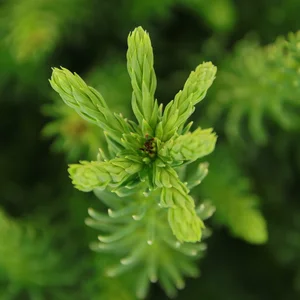Cryptomeria japonica 'Dinger' 3L - image 2