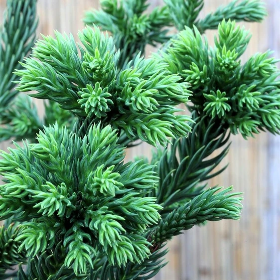 Cryptomeria japonica 'Dinger' 3L - image 1