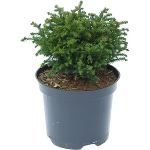 Cryptomeria japonica 'Green Pearl' 1L - image 2