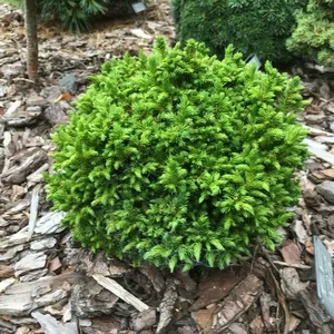 Cryptomeria japonica 'Green Pearl' 3L - image 1