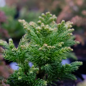 Cryptomeria japonica 'Hide' 1L