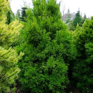 Cryptomeria japonica 'Jindai' 3L - image 1
