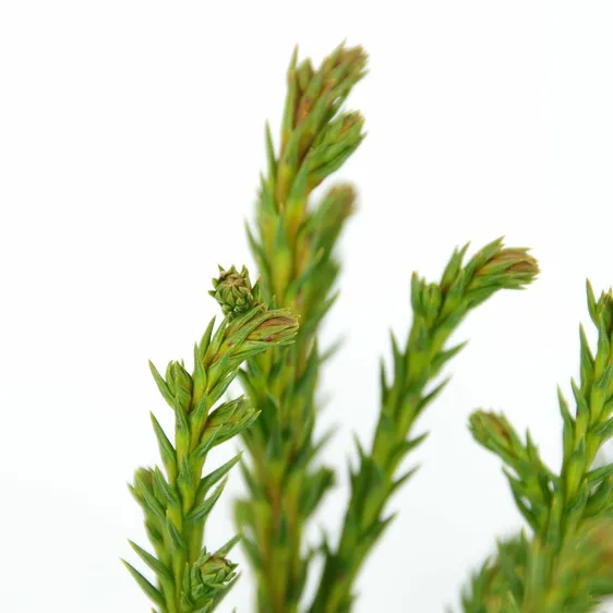 Cryptomeria japonica 'Jindai' 3L - image 2