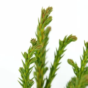 Cryptomeria japonica 'Jindai' 3L - image 2
