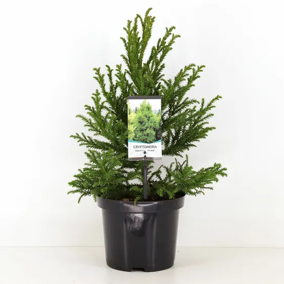Cryptomeria japonica 'Jindai' 5L - image 3