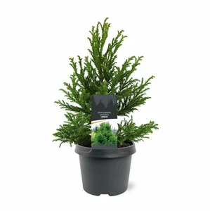 Cryptomeria japonica 'Jindai' 3L - image 3