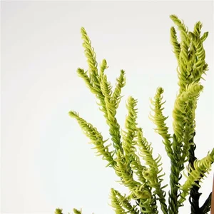 Cryptomeria japonica 'Kyara Gold' 40L (220cm) - image 1