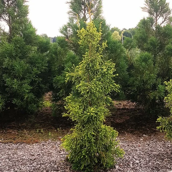 Cryptomeria japonica 'Kyara Gold' 40L (220cm) - image 2