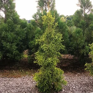 Cryptomeria japonica 'Kyara Gold' 40L (220cm) - image 2