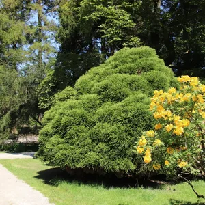 Cryptomeria japonica 'Little Champion' 3L - image 3