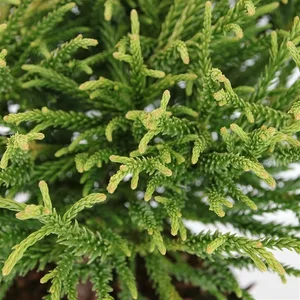 Cryptomeria japonica 'Little Champion' 1L - image 1