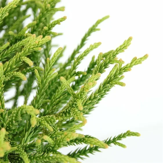 Cryptomeria japonica 'Little Champion' 3L - image 2