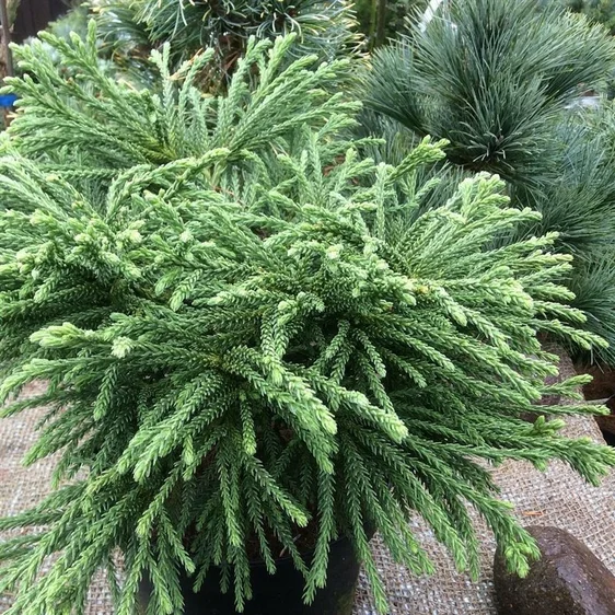 Cryptomeria japonica 'Little Sonja' - image 1