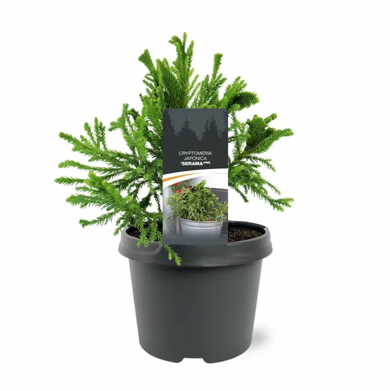 Cryptomeria japonica 'Serama' 3L - image 2