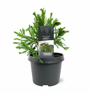 Cryptomeria japonica 'Serama' 3L - image 2