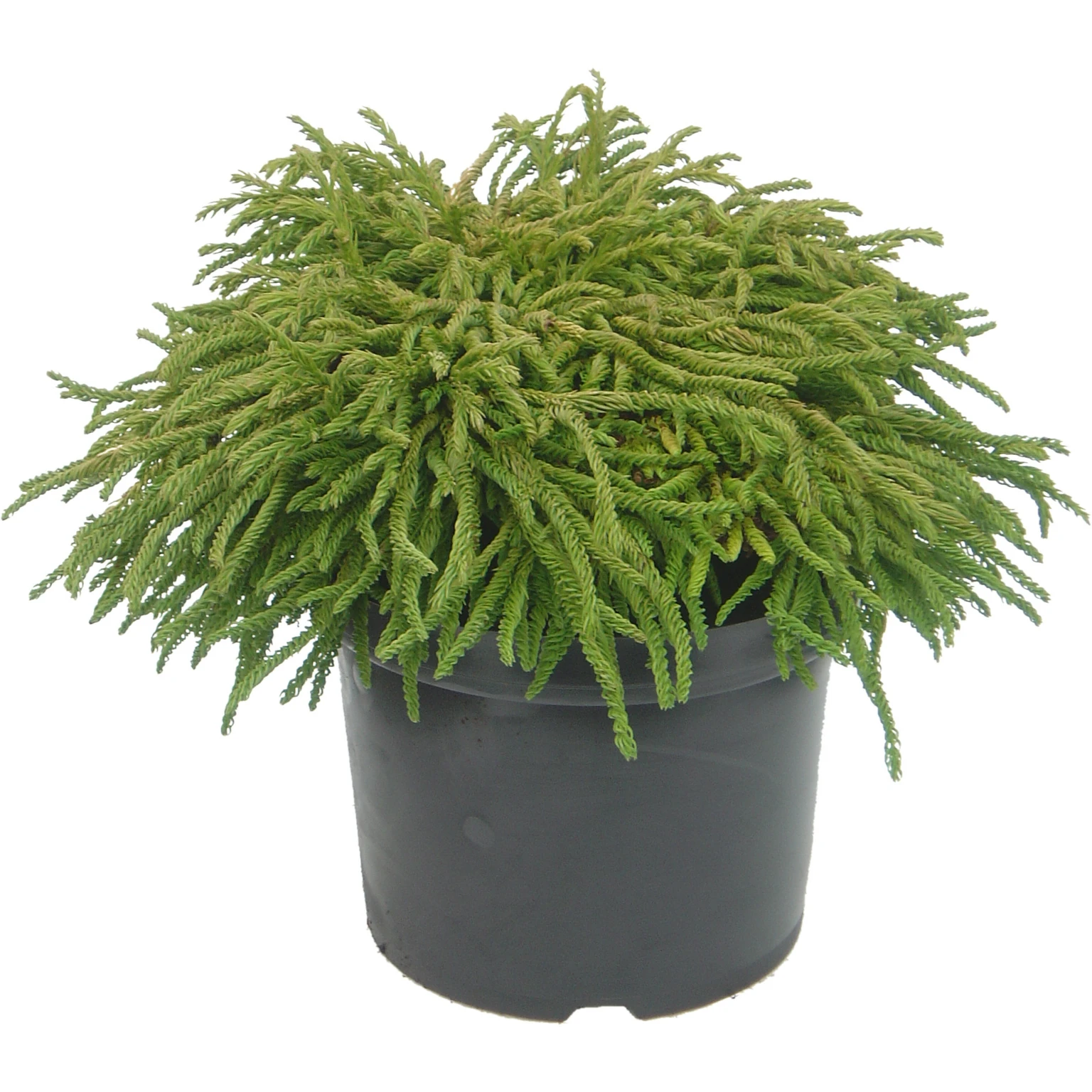 Cryptomeria japonica &lsquo;Spiralis&rsquo; 3L - Cowell&rsquo;s Garden Centre | Woolsington