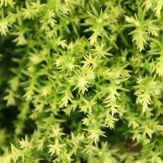 Cryptomeria japonica 'Twinkle Toes' 1L - image 2