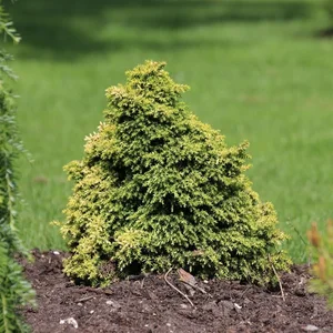 Cryptomeria japonica 'Twinkle Toes' 1L - image 3