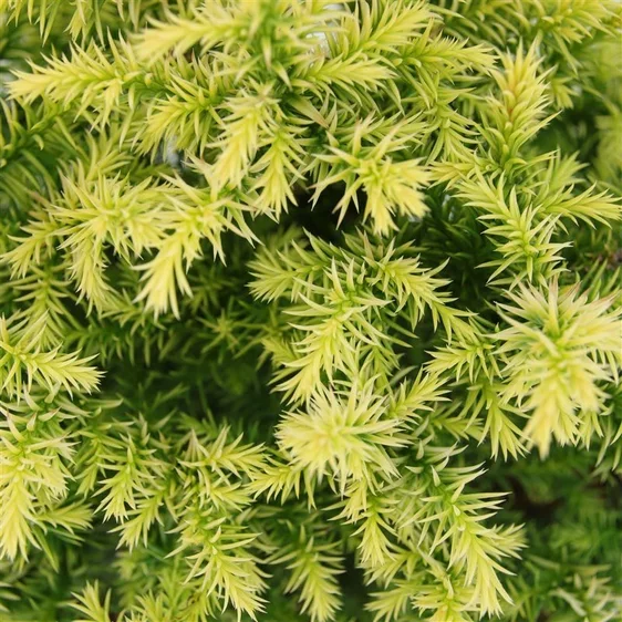 Cryptomeria japonica 'Vilmorin Gold' - image 1