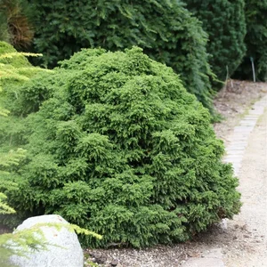 Cryptomeria japonica 'Yokohama' - image 2