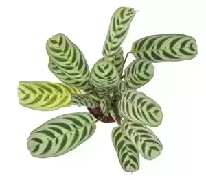 Ctenanthe burle-marxii 12cm