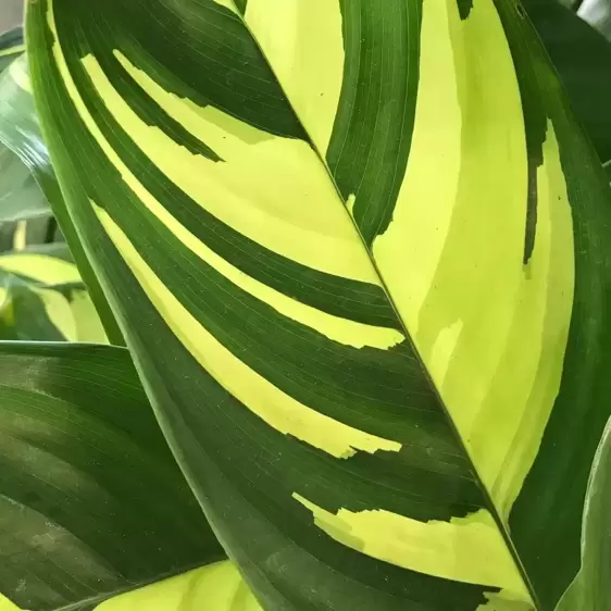 Ctenanthe marantifolia 'Golden Mosaic' 17cm - image 1