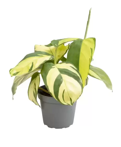 Ctenanthe marantifolia 'Golden Mosaic' 6cm - image 2