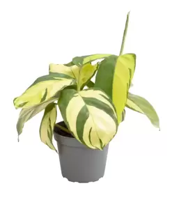 Ctenanthe pilosa 'Golden Mosaic' 6cm - image 2