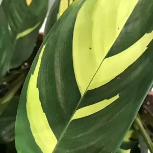 Ctenanthe marantifolia 'Golden Mosaic' 12cm - image 2