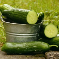 Cucumber
