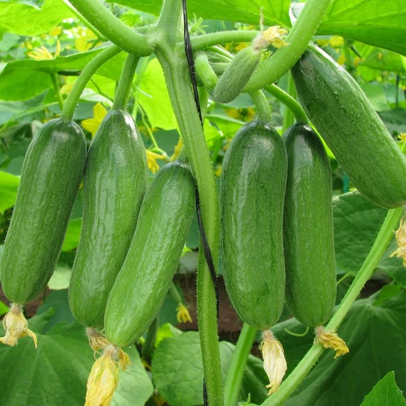 Cucumber 'Baby Rocky' - Grafted