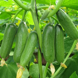 Cucumber 'Baby Rocky' - Grafted